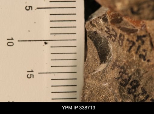 Protocardia subquadrata