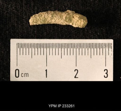 Archaeocidaris sp.