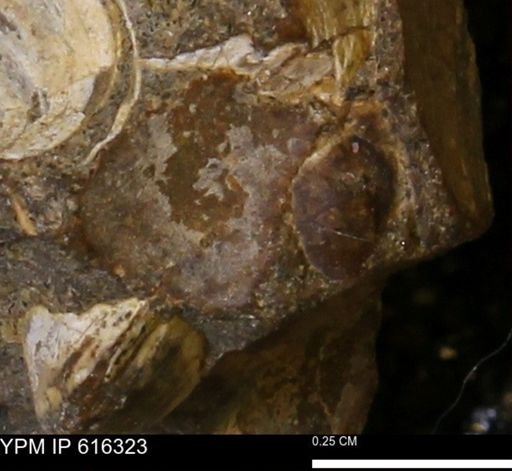 Protocardia subquadrata