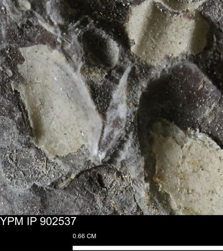 undet. Bivalvia