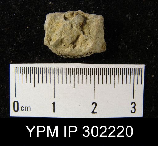 Leptaena sp.
