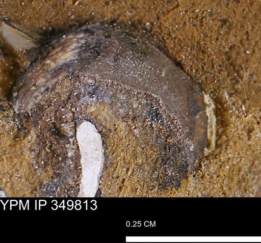 undet. Mollusca
