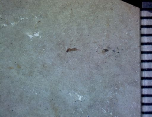undet. Diptera