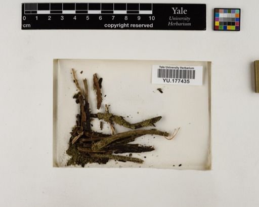 Plantae