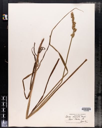 Carex stipata