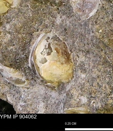 Corbulamella?
