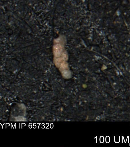 Bimonilina variana