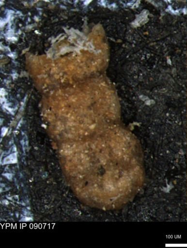 Ammobaculites euides