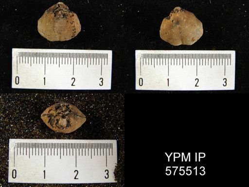 undet. Athyridida