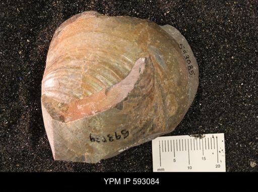 Inoceramus cuneatus