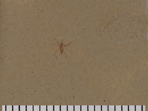 Diptera