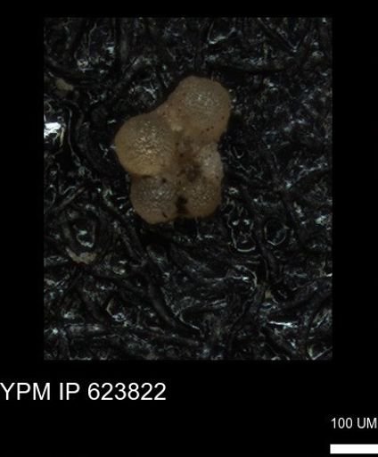 undet. Rugoglobigerinidae