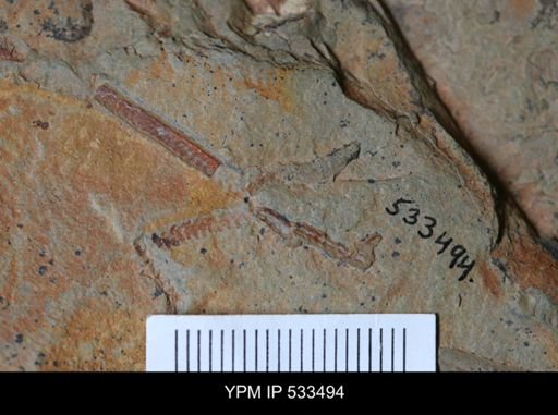 undet. Graptolithina