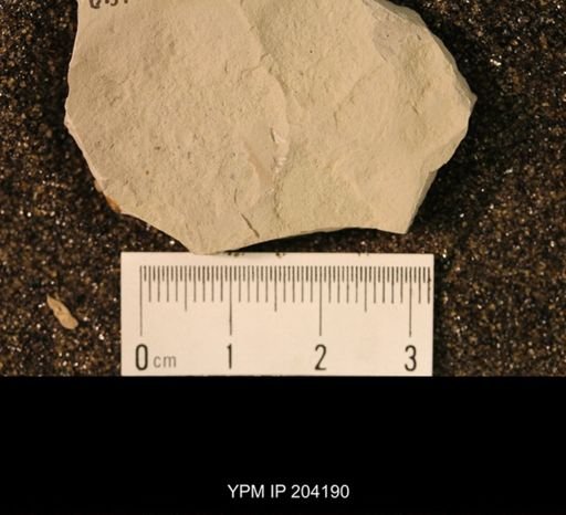 Blattaria