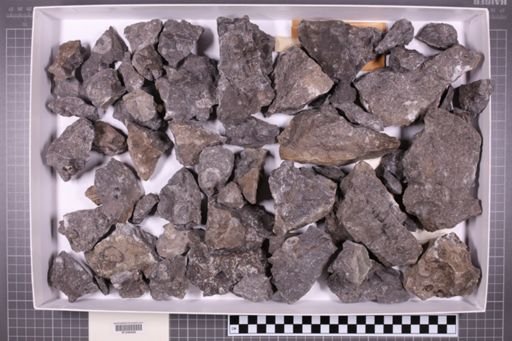 mixed taxa, stratigraphic collection