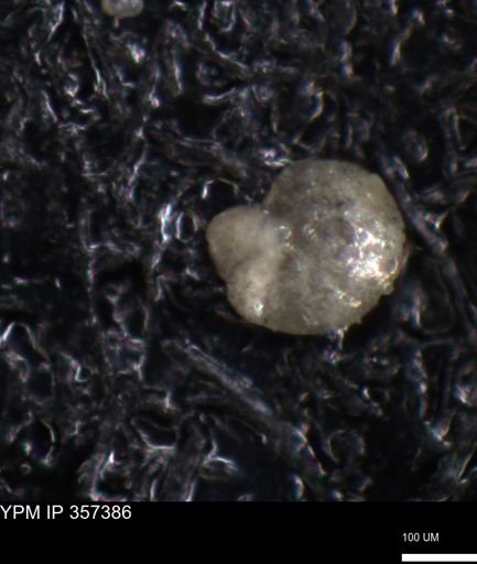 undet. Foraminiferida