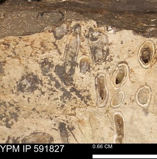 Serpulidae