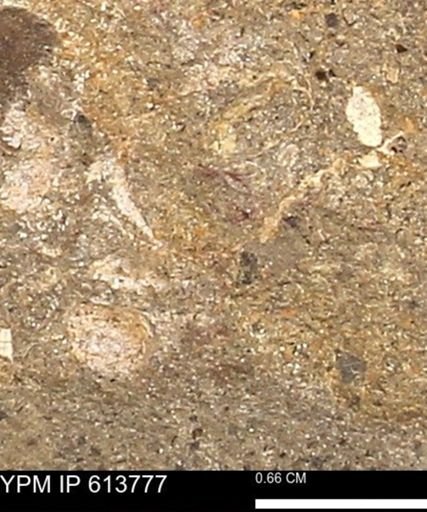 Scaphites sp.