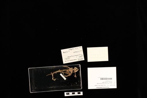 Phrynosoma platyrhinos