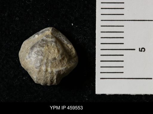 Wellerella