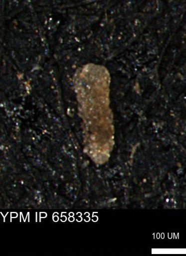 Verneuilinoides kansasensis