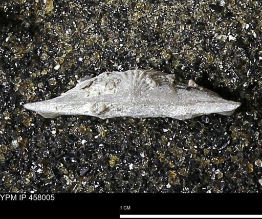 Strophodonta sp.