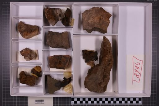 mixed taxa, stratigraphic collection