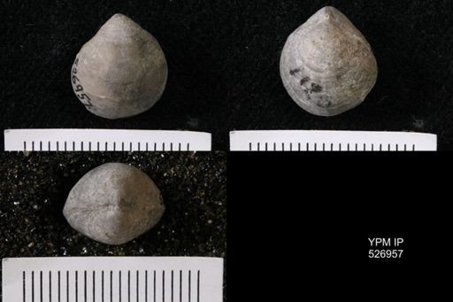 Hindella umbonata