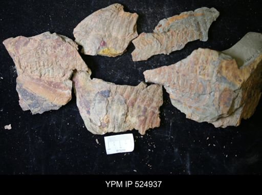 undet. Asaphidae