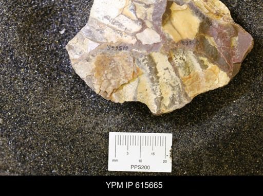 undet. Bivalvia