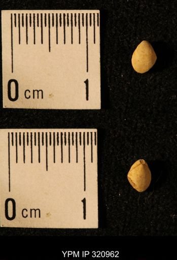 Dielasma elongatum