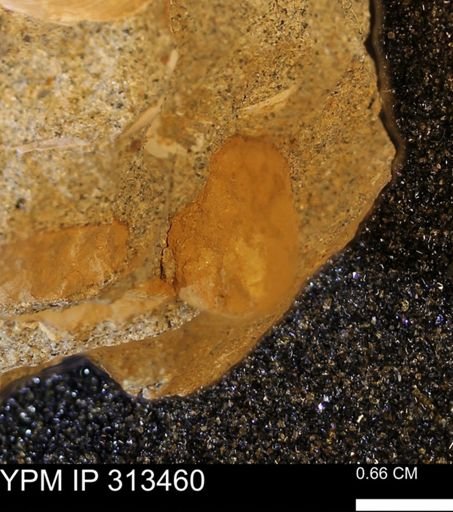 undet. Mollusca