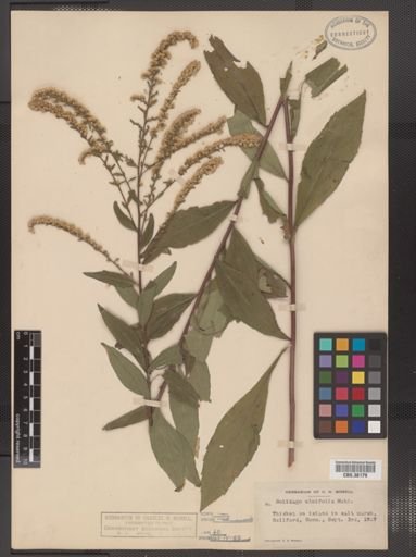 Solidago ulmifolia