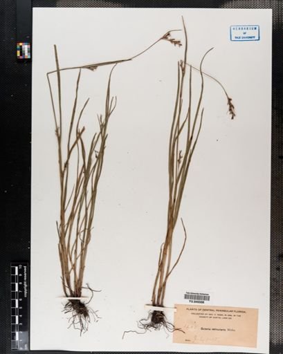 Scleria reticularis