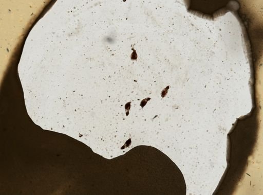 Lecane mucronata