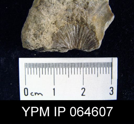 Fardenia roemeri