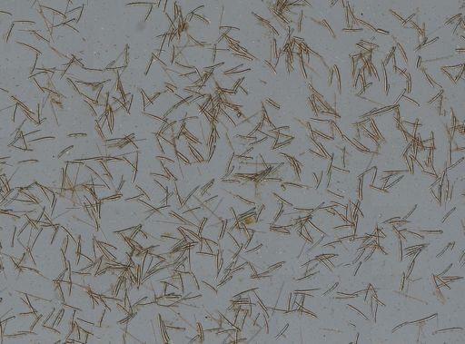 Antho lithophoenix