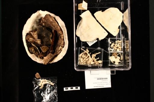 Notochelys platynota