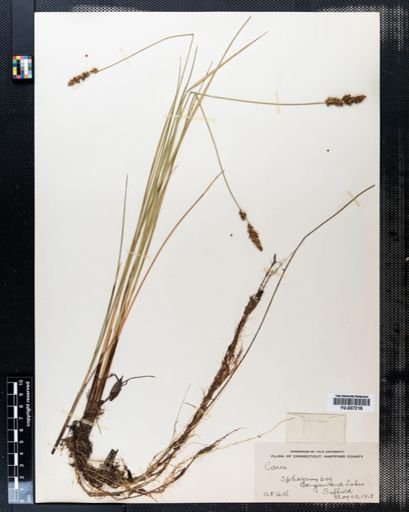 Carex