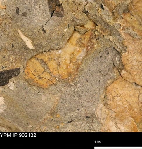 undet. Mollusca