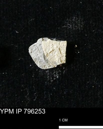 Protocardia subquadrata