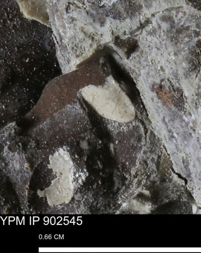 undet. Bivalvia
