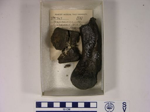 Hyposaurus sp.