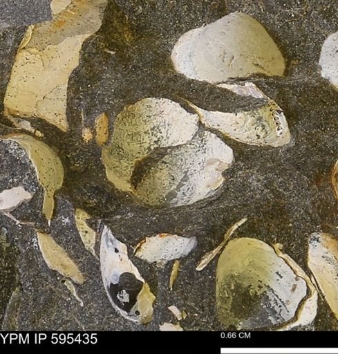Protocardia sp.
