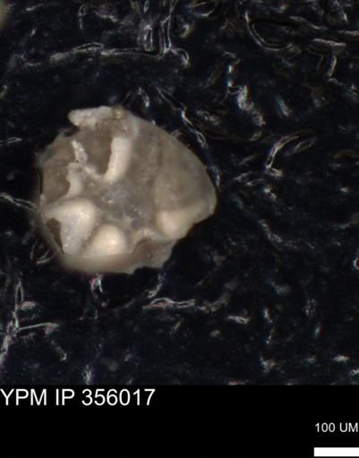 undet. Foraminiferida