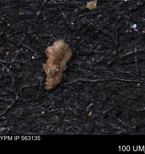 Verneuilina canadensis