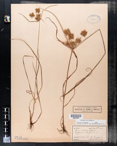 Cyperus strigosus