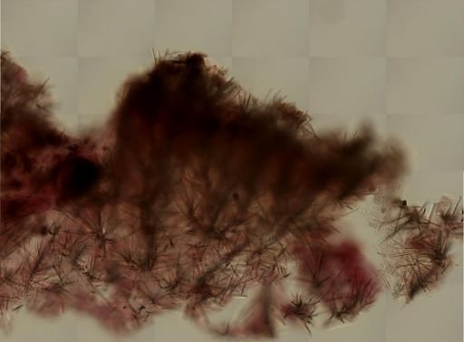 cf. Agelas