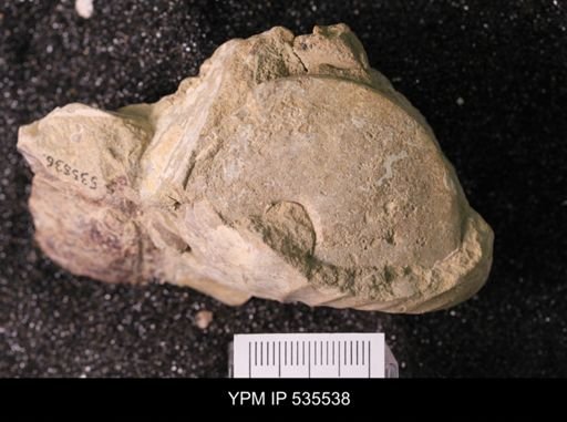 Placenticeras sp.
