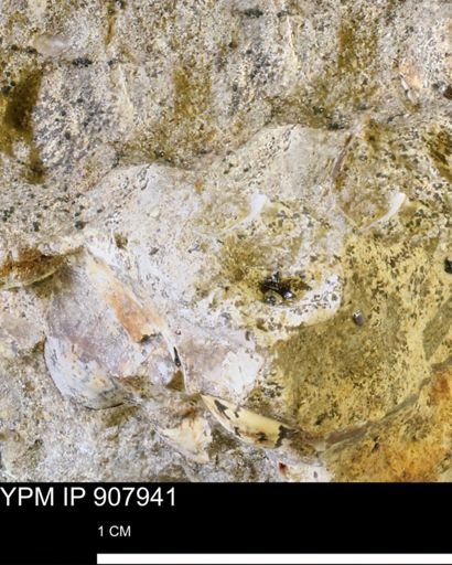 undet. Mollusca